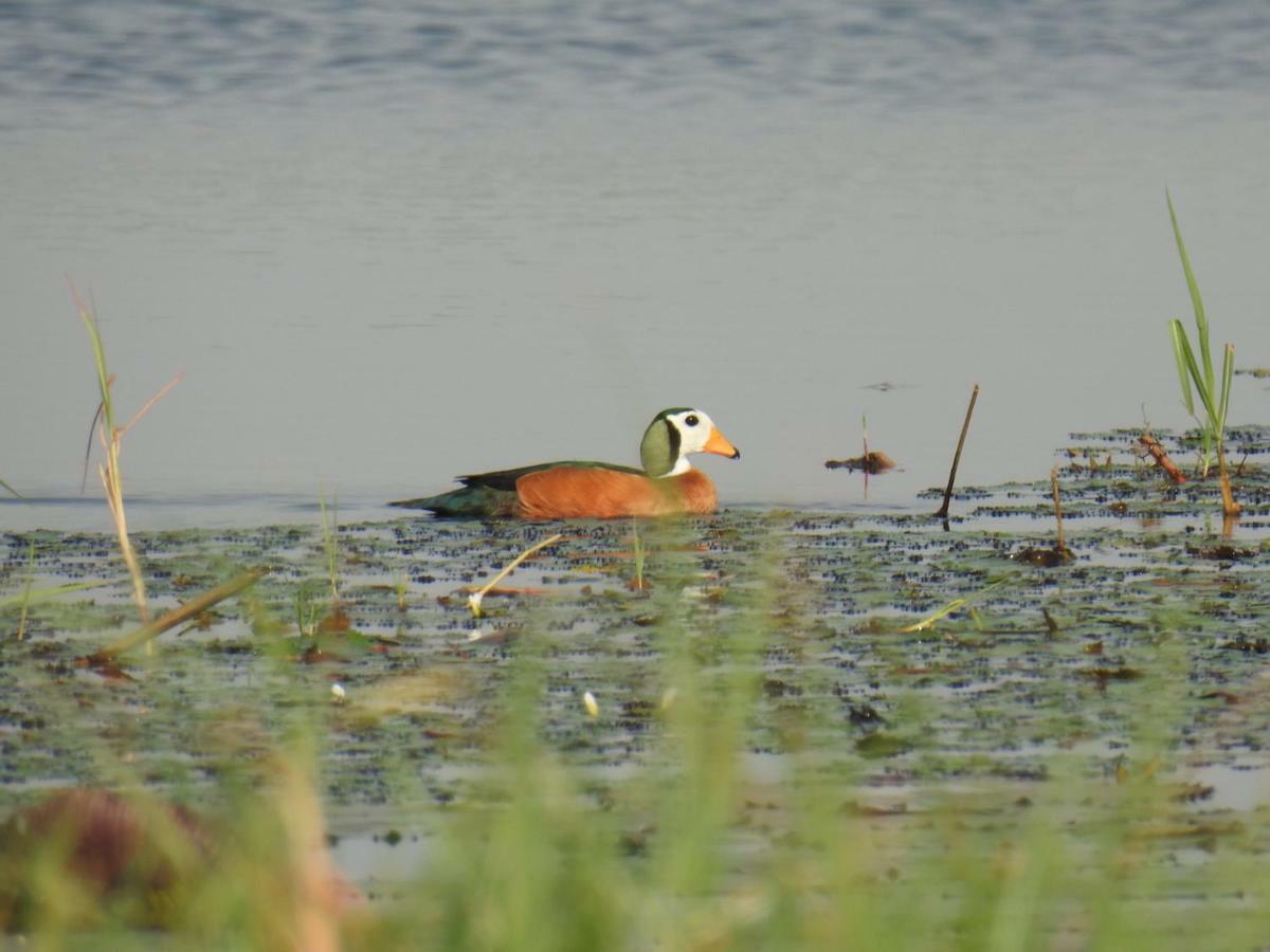 Caprivi Mutoya Lodge And Campsite カティマ・ムリロ エクステリア 写真