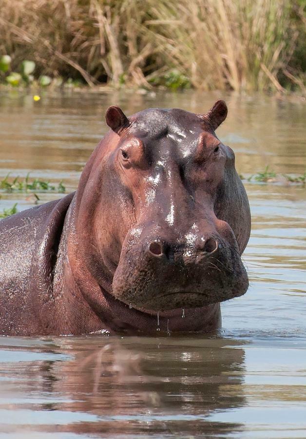 Caprivi Mutoya Lodge And Campsite カティマ・ムリロ エクステリア 写真