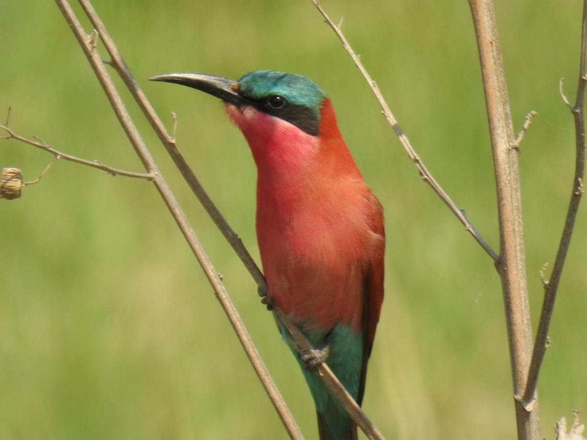 Caprivi Mutoya Lodge And Campsite カティマ・ムリロ エクステリア 写真